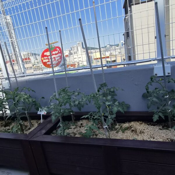 새싹반이 가꾸는 토마토밭이에요.
