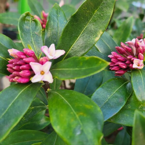 천리향은 유치원 마당을 향기로 가득채워요,