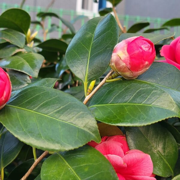 동백도 환한 얼굴로 봄을 맞이해요.